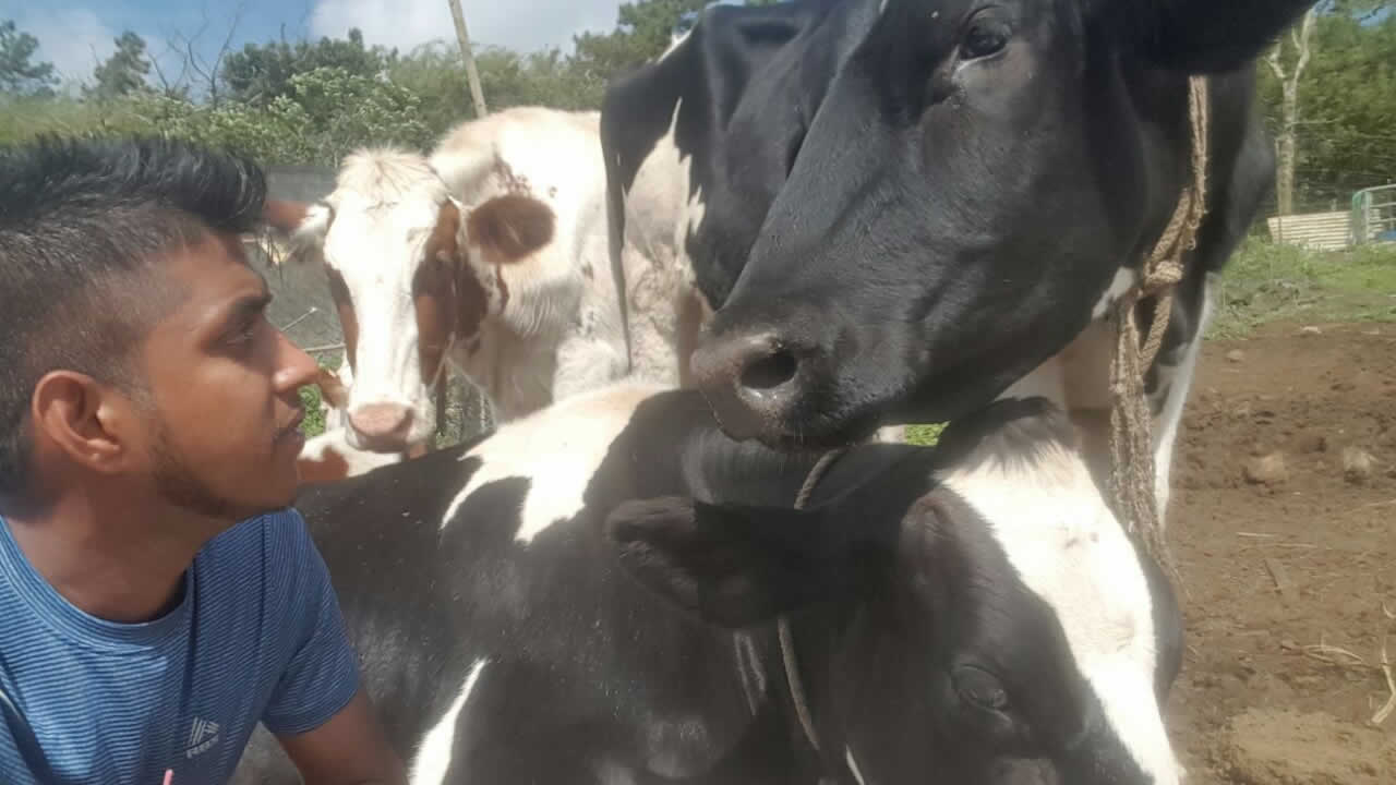 Akilesh a beaucoup d’amour pour ses vaches laitières. Akilesh