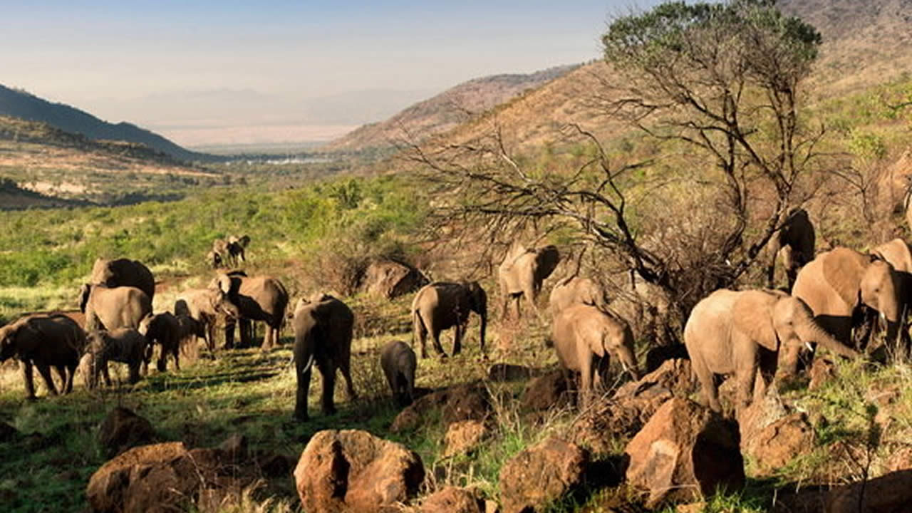Une visite au Pilanesberg Safari.