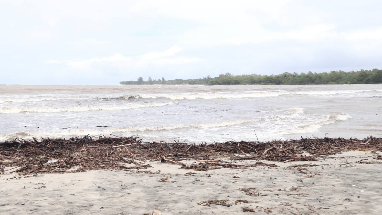 Des chutes d’arbre et des déchets emportés par les vagues jusqu’aux plages