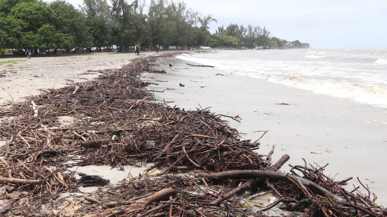 Des chutes d’arbre et des déchets emportés par les vagues jusqu’aux plages