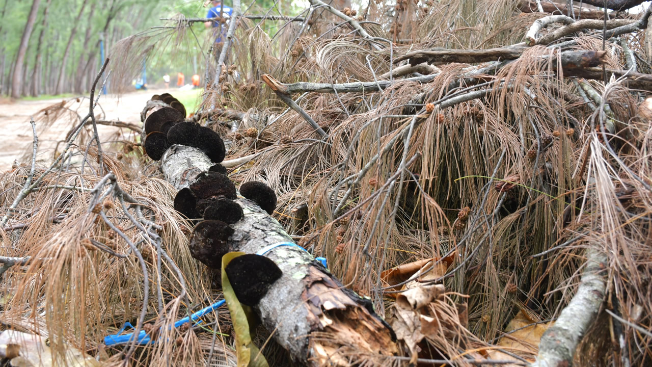 Des champignons poussant sur les troncs d’arbres servent de nourriture aux insectes mais sont détruits.