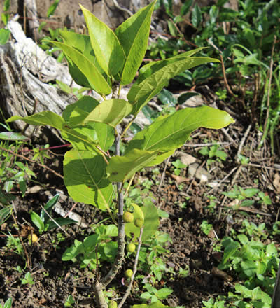 Ficus Lateriflora