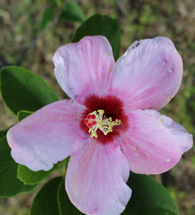 Hibiscus Genevii
