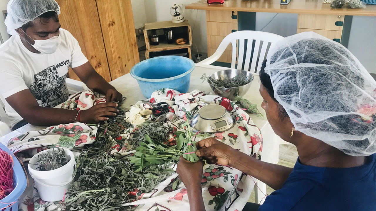 Après avoir laissé sécher les plantes, Sila et Nikesh en font des fagots.