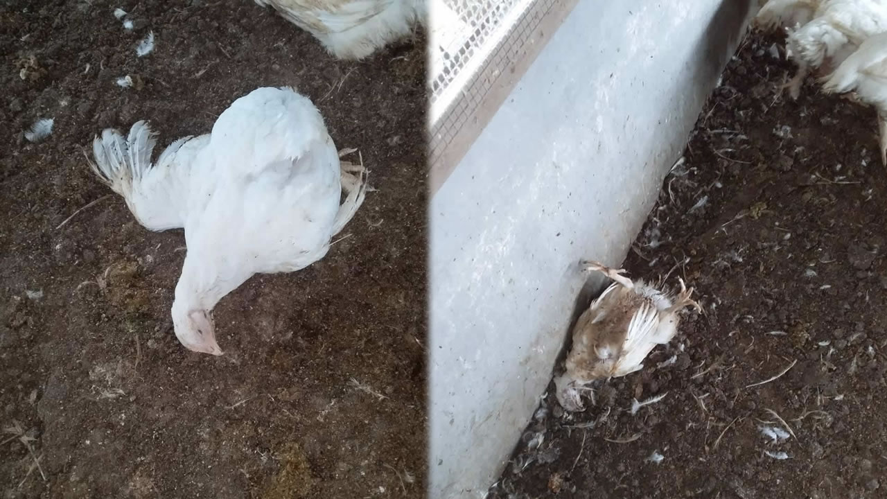 Plusieurs poulets morts se trouvaient dans l'enclos du poulailler des deux frères. 