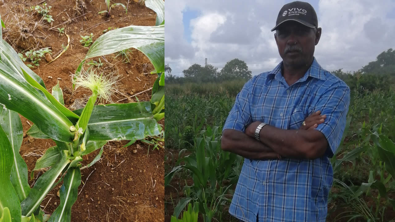 Le cœur de la plante détruite dans la plantation d’Anand.