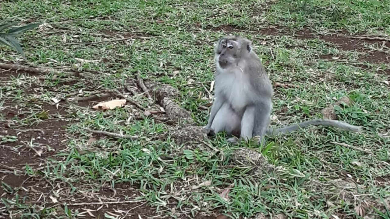Au jardin Balfour, des singes ne passent pas inaperçus.