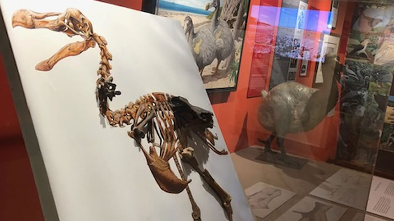 Le Musée Le Monde Perdu du Dodo abrite depuis peu certains ossements du dodo. 