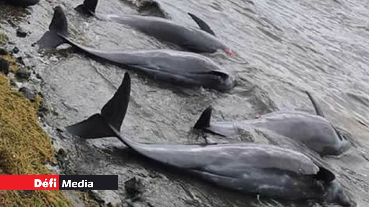 Marée noire - Échouage de mammifères marins : le barotraumatisme évoqué