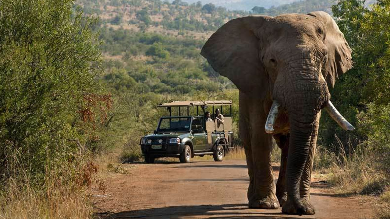 Le package comprend un safari de trois heures à la réserve  de Pilanesberg.