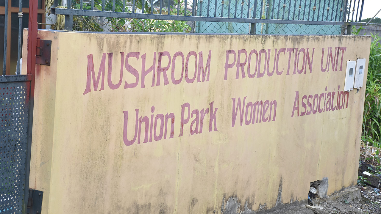 Premier projet Bio de Lakshmi Gunassee et la Union park women Association en collaboration avec UNDP et FORENA.