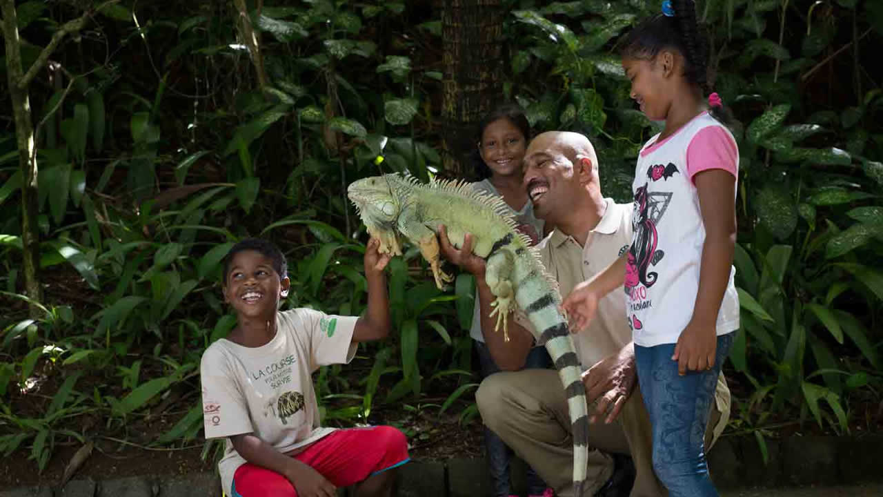 L’iguane, une des attractions principales de La Vanille Nature Park.