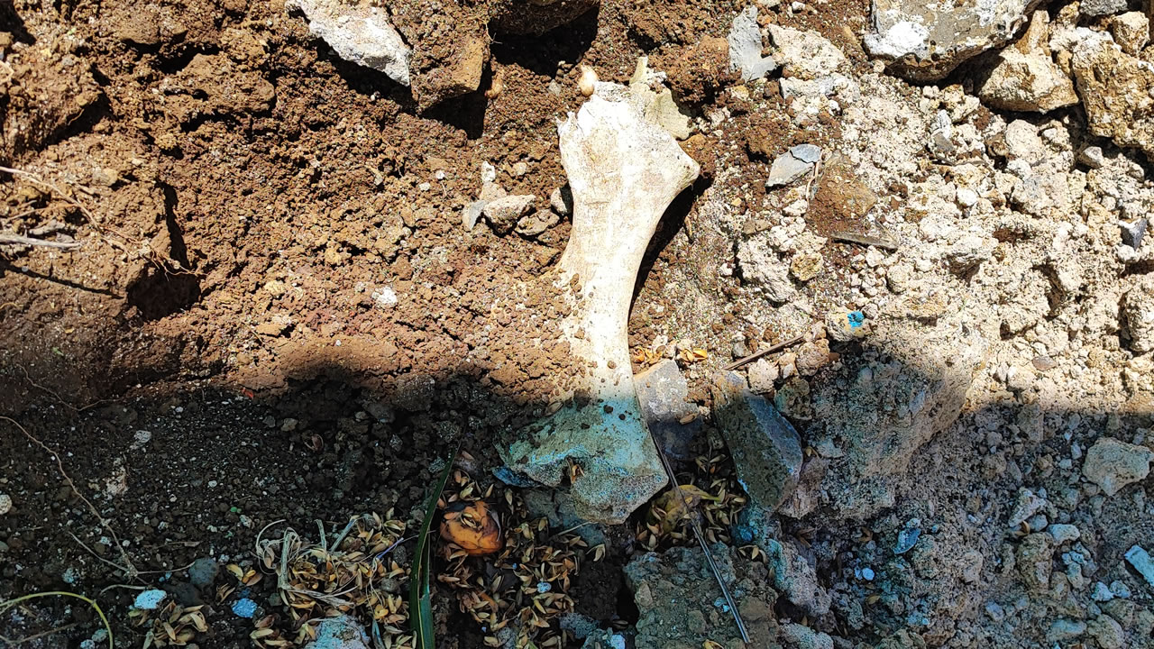 L’os que nous avons retrouvé dans la terre et les débris.