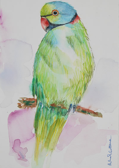 Echo Parakeet