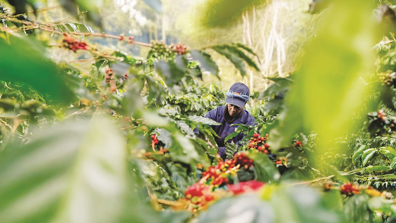La plantation de Chamarel est aujourd’hui la seule plantation de café encore en activité à Maurice.