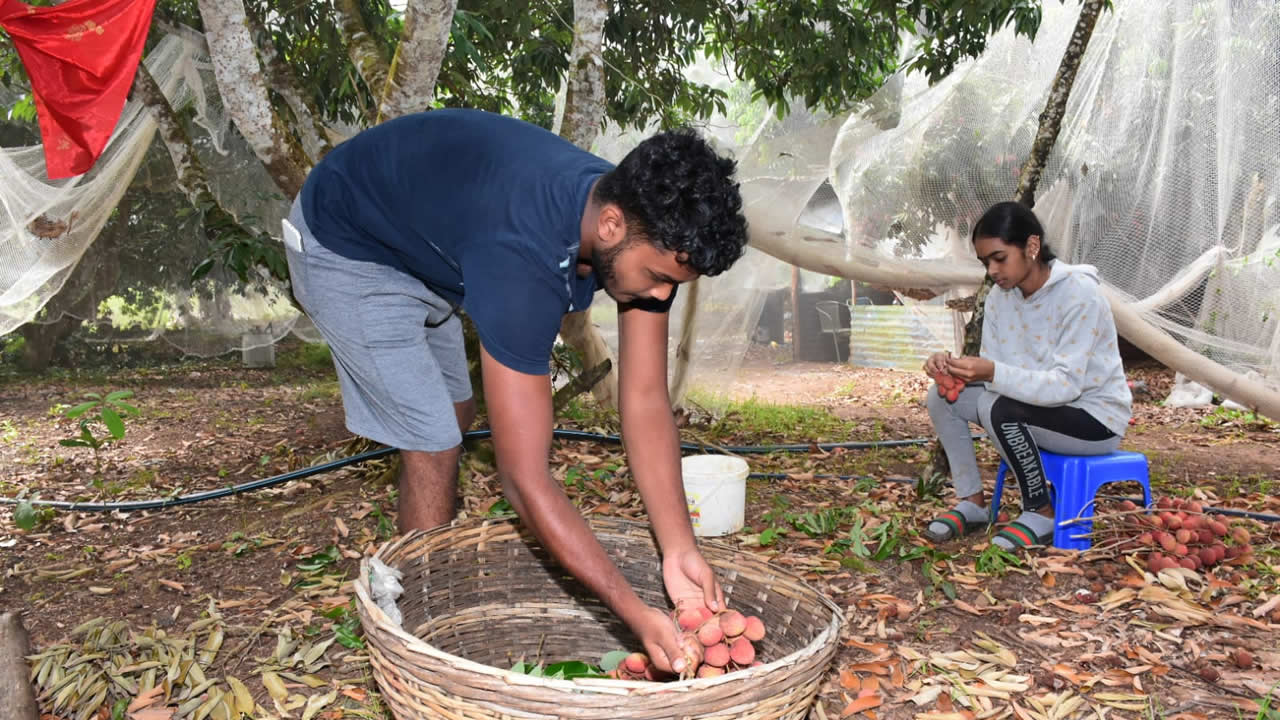 Avant la période de récolte, il faut labourer le terrain. 