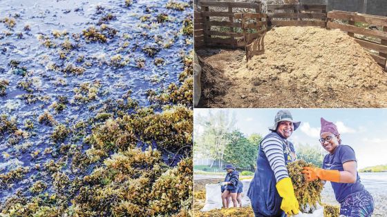 Compostage d’algues marines : l’or «vert» fertile des Gallet à Bel-Ombre