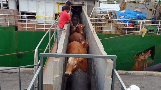 Importation de bétail : Agro-boss Feedlot brise le monopole tenu par Socovia