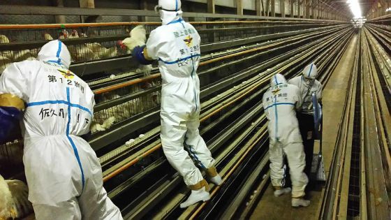 Grippe aviaire au Japon : abattage de 230 000 poulets de plus