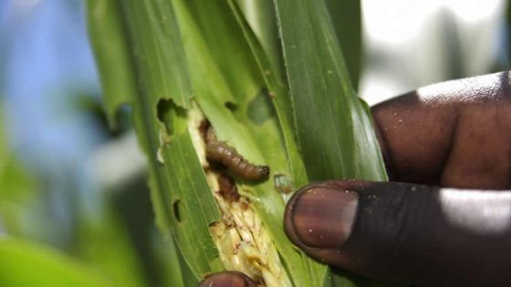 Chenille légionnaire : une catastrophe guette le pays