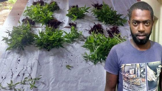 Mare-d’Albert : des plants de cannabis d’une valeur de Rs 1 million saisis