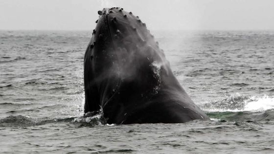 Conseil des ministres : pas de pêche à la baleine