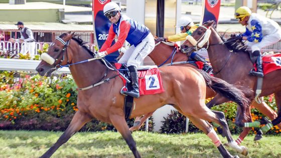 Maiden Cup : Alshibaa en quête du triplé historique