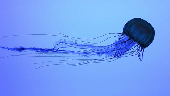 Présence de méduses dans le Nord : baignade interdite jusqu’à nouvel ordre