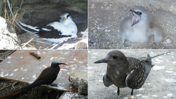 Protection de la faune : 500 oiseaux de mer en voie d’extinction relâchés