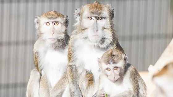 Projet controversé d’élevage de singes à Le Val : Shafeek Jhummun ne lâche pas le terrain