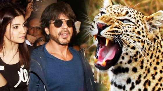 SRK et Anushka Sharma : un léopard interrompt le tournage de leur film