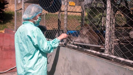 Commerce décrié : le pays pressenti comme fournisseur majeur de singes pour la recherche