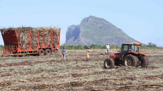 Production : la récolte sucrière pointe à 109 921 tonnes