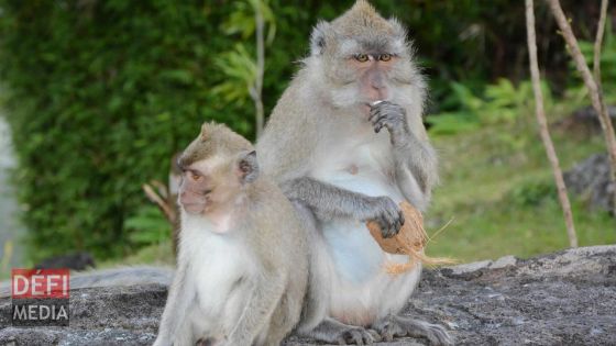 À Plaine-Verte : trois singes sèment la terreur