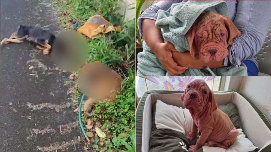 Vidéo de deux chiennes torturées - Manish : « J’ai été révolté et en larmes »