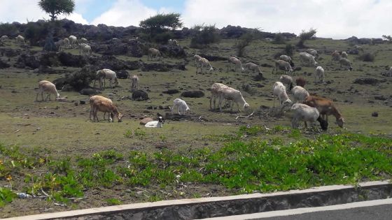Fièvre aphteuse à l’île Rodrigues: les animaux affectés seront abattus