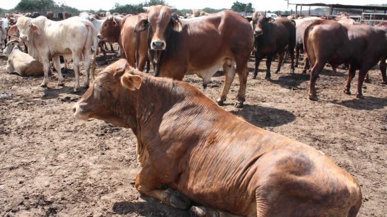 Animaux en quarantaine: les importateurs de bovins veulent une compensation