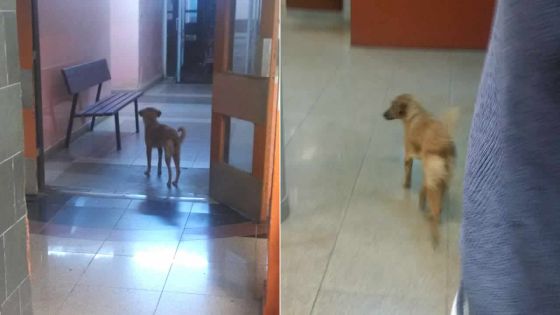 À l’hôpital SSRN : des chiens errent dans la salle d’attente !