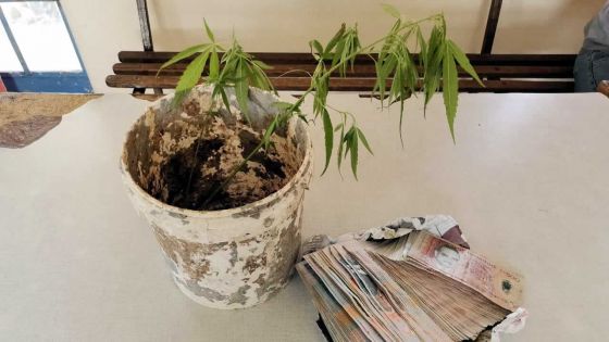 Anti-Drug and Smuggling Unit : saisie de cannabis lors de plusieurs opérations policières 