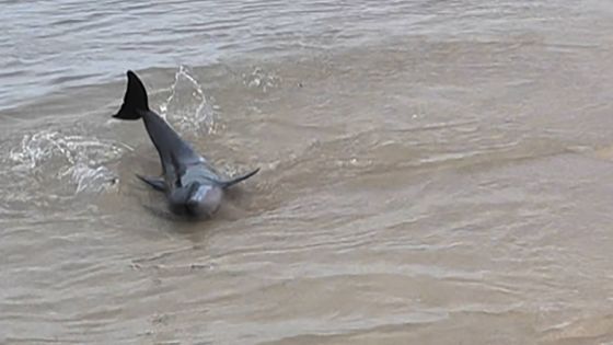 Échouages marins : les actions clés pour secourir les mammifères en détresse