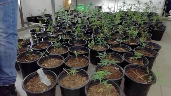 À Cottage : près de Rs 700 000 de cannabis déracinés