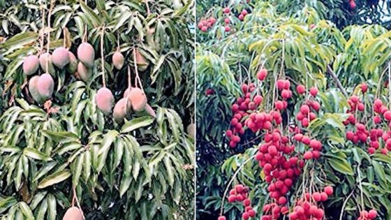 Production de fruits : ces facteurs qui risquent d’affecter la récolte