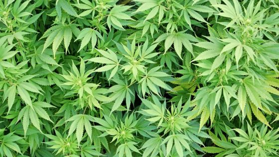 Paul Lam Shang Leen: «80 % de cannabis cultivé dans la forêt et les champs de canne»