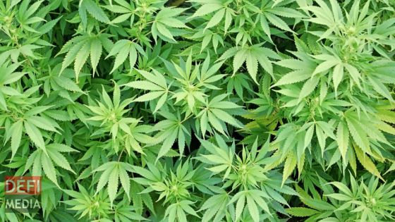 À Henrietta : des plants de cannabis valant Rs 11 millions déracinés 