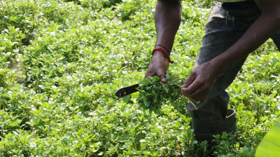 Crucifère : la culture du cresson ne tombera pas à l’eau