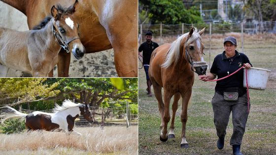 Horse Pro accueille sa première naissance