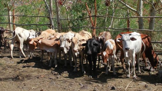 Abattage des boeufs : les abats saisis par la Mauritius Meat Authority