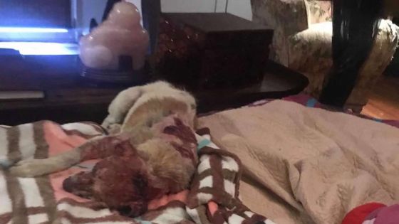 Buzz sur facebook - Dodo, le chien brûlé vif - Noémie Barragan : « Les peines pour maltraitance sont faibles »