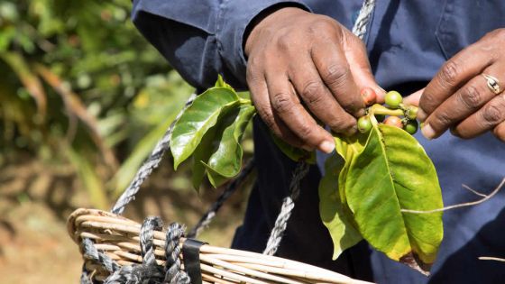 Café de Chamarel : quatre nouvelles saveurs sur le marché