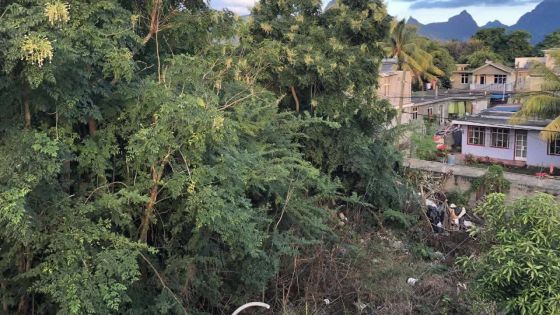 À Riche-Terre : quand un terrain prend des allures de jungle